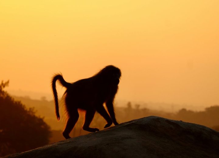 2 days safari lake manyara and ngorongoro Crater