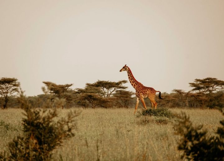 4 Days Serengeti National Park