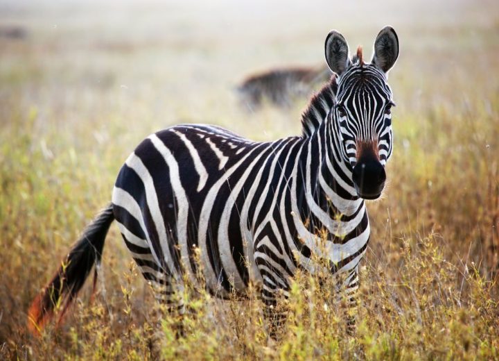 Tarangire Np