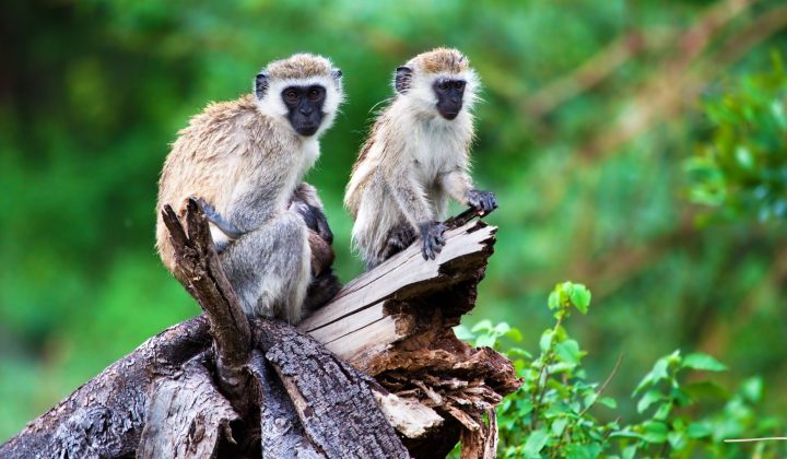 Lake Manyara National Park
