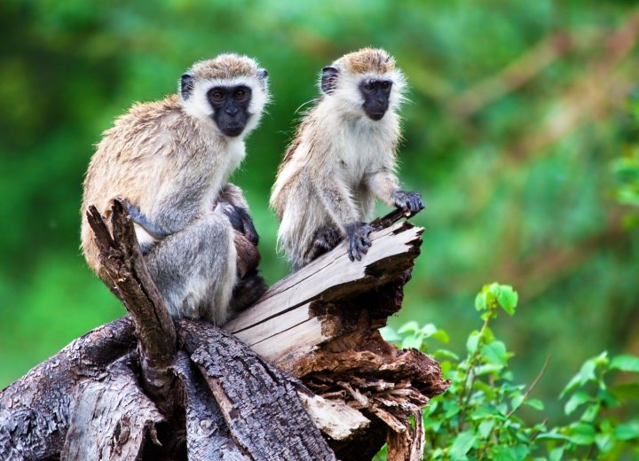 Lake Manyara National Park