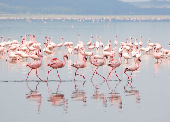 Lake Manyara National Park