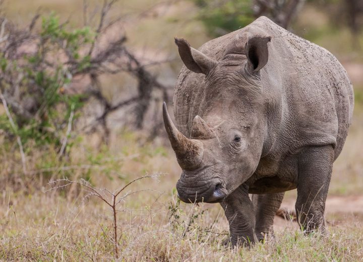 Mkomazi National Park