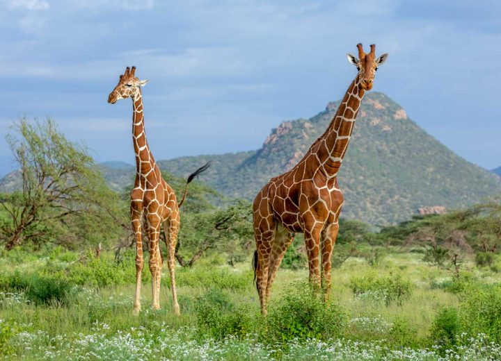 Mkomazi National