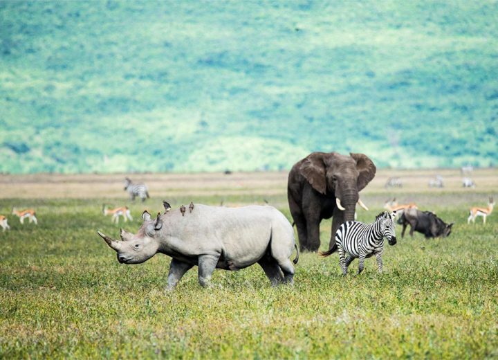 Ngorongoro-Crater