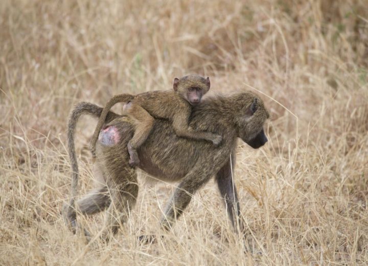 manyara
