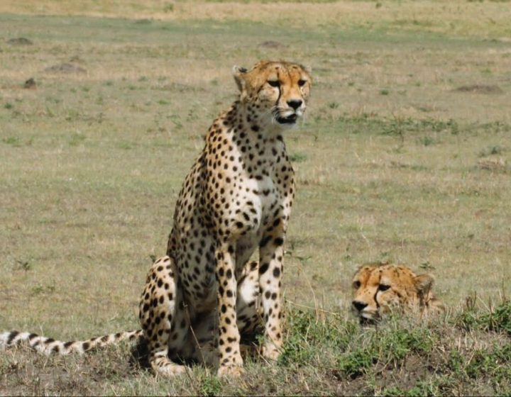Safari Animal