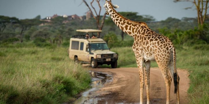 Safari vehicle