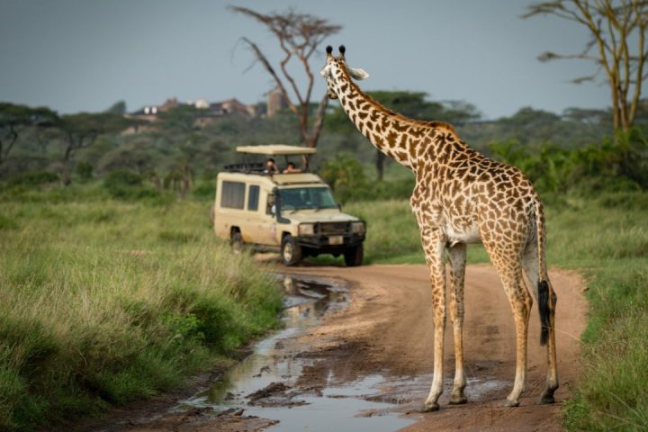 Safari vehicle