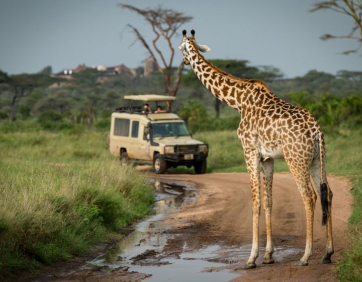 Safari vehicle