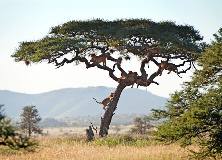 Tarangire, Lake Manyara and Ngorongoro Crater Safari