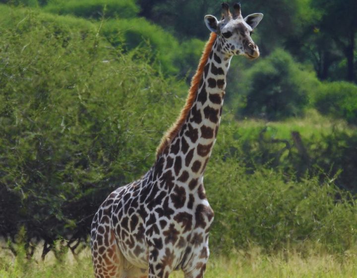 giraffe