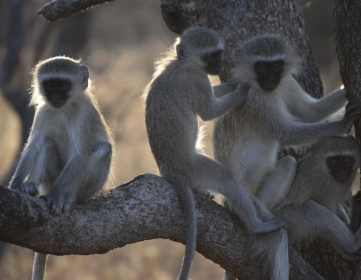 night baboon
